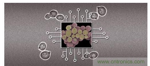酵母菌(中)就像電子組件般的互連在一起,只不過這些細胞并非透過電線交流,而是經由僅能以適當接受器注入細胞的化學藥物進行互動。