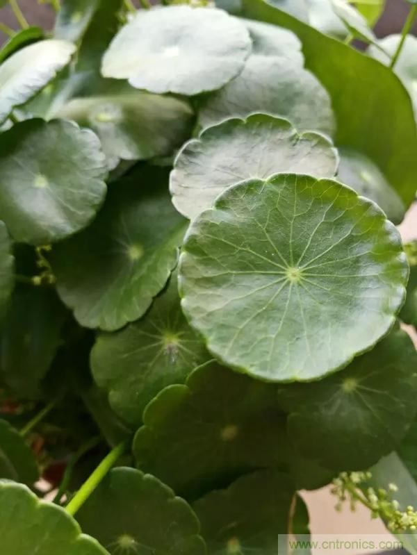 手機單鏡頭和雙鏡頭設計有什么區別?