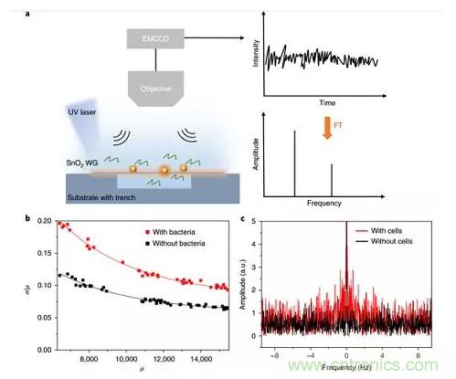 新型納米級光纖應力傳感器:用于分子和細胞水平機械探測