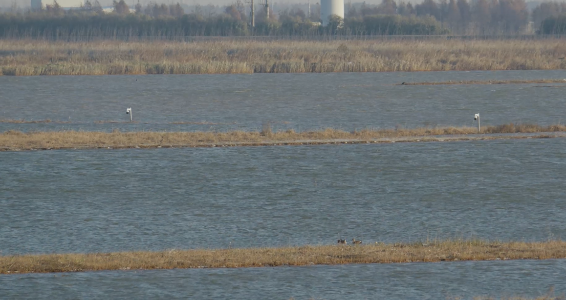 世界濕地日:海康威視攜手一個地球自然基金會,在上海守護這個重要“驛站” 世界濕地日:海康威視攜手一個地球自然基金會,在上海守護這個重要“驛站”